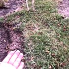 abrupt attack