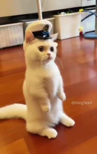Greet the captain