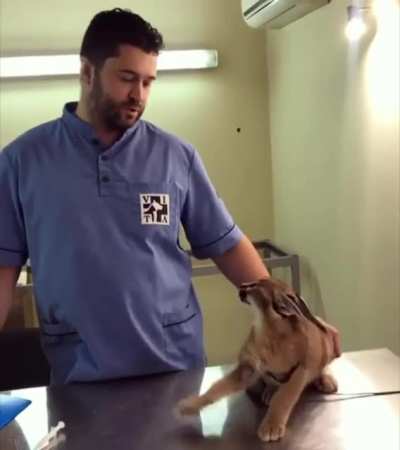 To scare the veterinarian