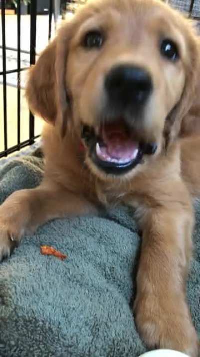 he's 8 weeks old and he loves sweet potatoes