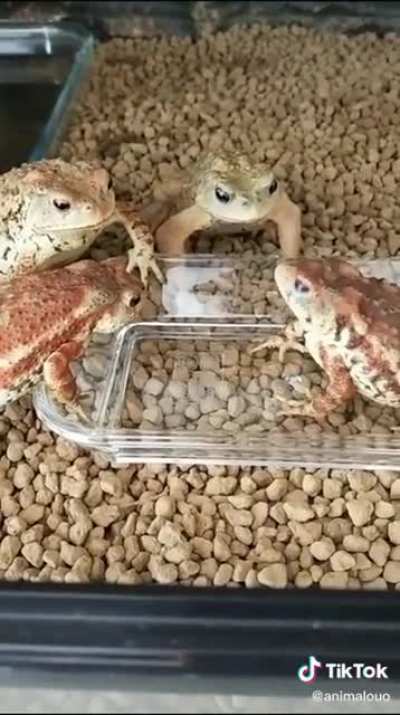 iNcoNSIDERate JeRK eaTs aLL thE foOD