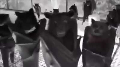 蝙蝠人