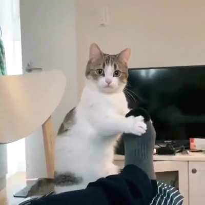 Gib Mi Attencion
