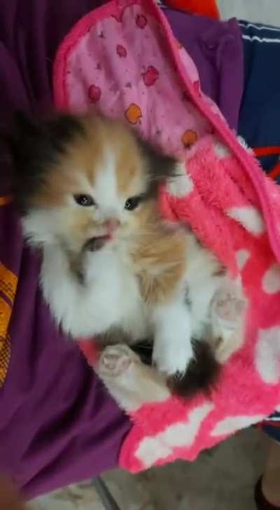 Meet yachi ya'll