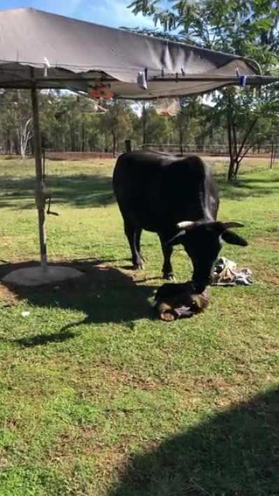 How cows fold washing