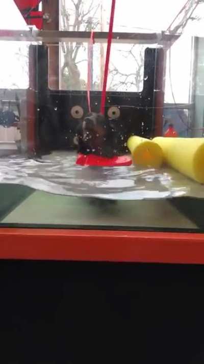 Moose doing water treadmill therapy for his IVDD