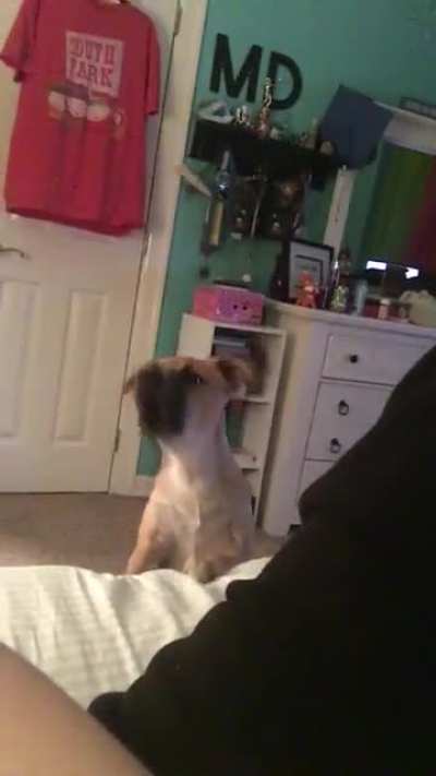 Perfectly cut bork(?)