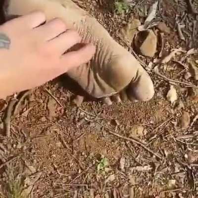tickle