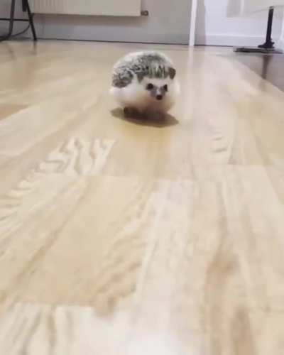 Ohh lawd he comin! ~(˘▾˘~)