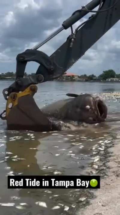 Более 600т мертвой морской живности во Флориде, из-за «Красного прилива»