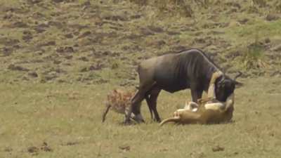 The unluckiest wildebeest ever, eaten alive by a hyena while being strangled by a lioness