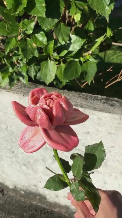 Tongue Rose - Happy Valentine's!