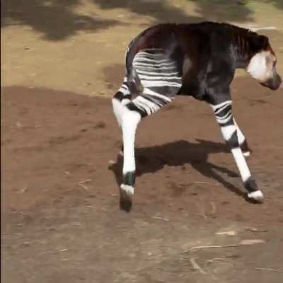 🔥Despite having Zebra-like features, Okapi is the only living relative to Giraffe..