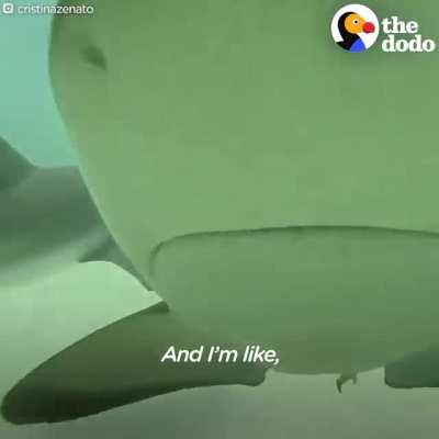 Shark Girl , The Summoner Of Sharks.