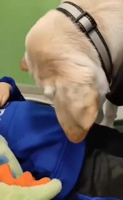 dog gives emotional support to children and nervous patients at the dentist..