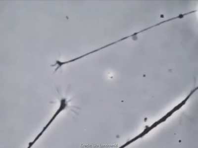 Two neurons sensing each other. And trying to connect:
