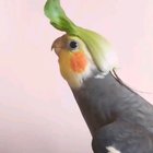 I can't get enough of that spinach hat.