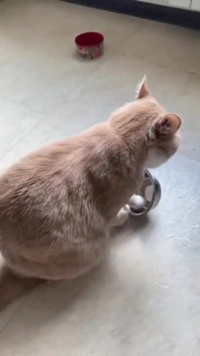 This cat is just angry like child.