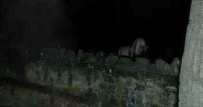 cursed_frogs