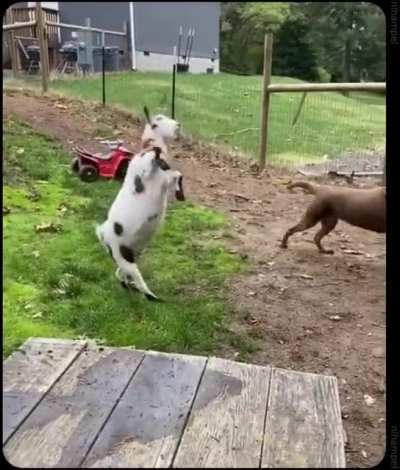 GOAT