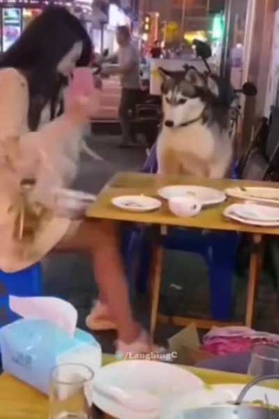 Happy dog