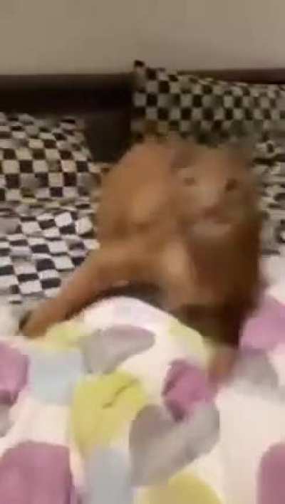 Floppa está agitado