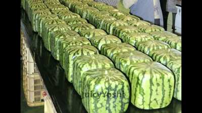 Square melon