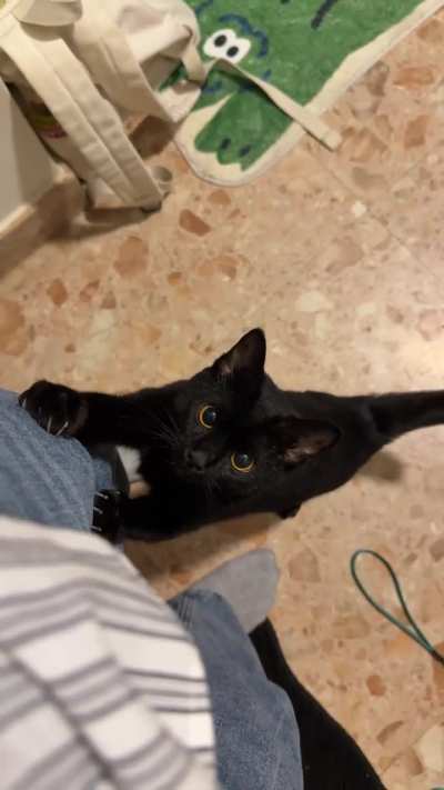 Pet me pet me pet me