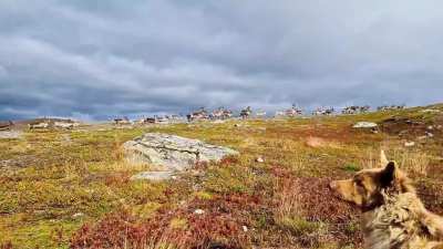🔥 Mushroom season has started, and reindeer are rushing to the tundra to eat them, and i think we all know why they are in a hurry