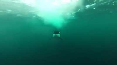 the velocity of this Orca compared to a motorized boat