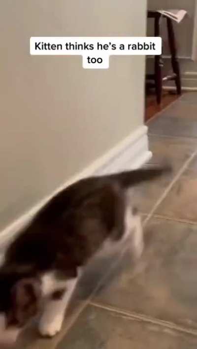 Baby kitten wants to play with the rabbit so bad and acts and jumps like the rabbit does.