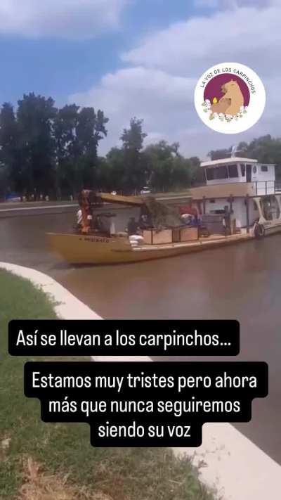 Así se llevaban a los carpinchos de Nordelta