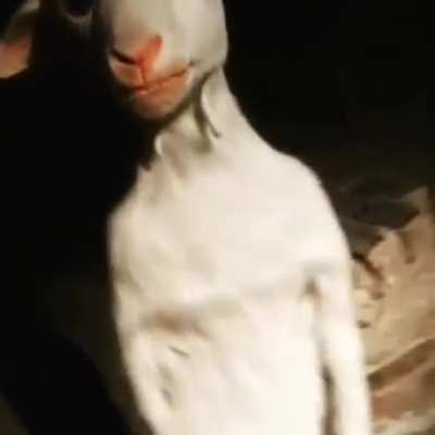 A standing goat