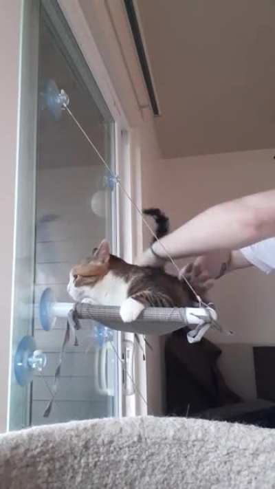 Pumpkin REALLY likes her butt-bongos. If I didn't get tired, she would let this go on for hours