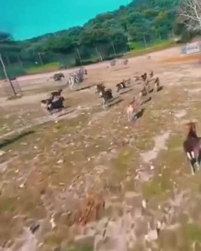 Just another day in Man vs the Wild.