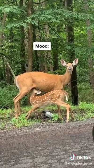 Mama deer said a little lower