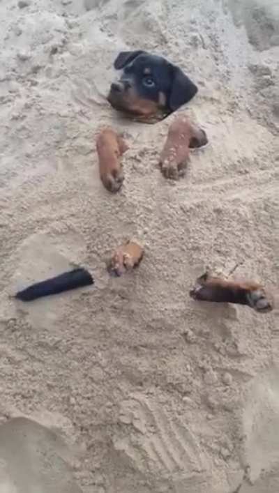Ruff day