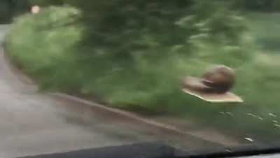 Got a hitchhiker aspiring to be Turbo