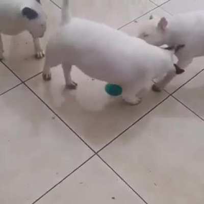 Buy them a toy with a suction cup, they said... is the perfect dog toy, they said
