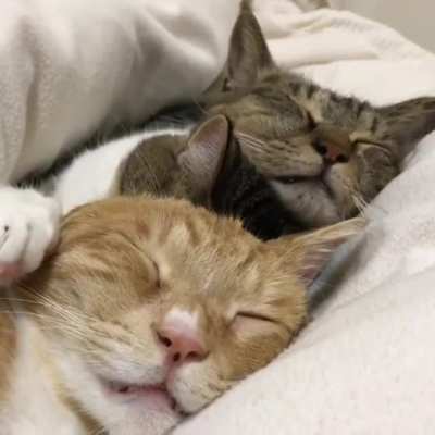 Three Cats Lined Up Sleeping On Top Of Each Other