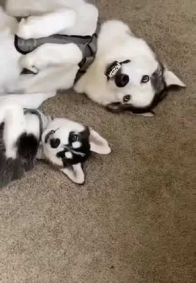 I shall call him .. mini me