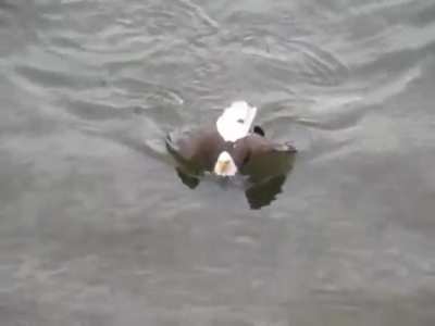 Eagle catching breakfast