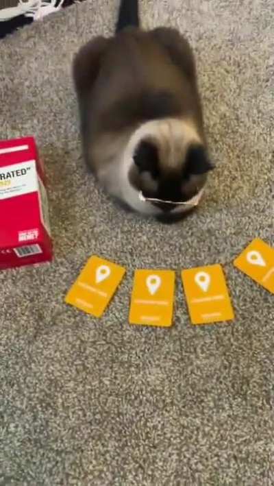Posting a random video I have saved, day 1