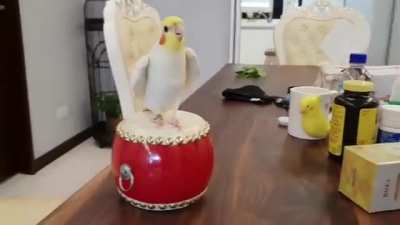 Cockatiel is most happy while drumming - That's Awesome!!