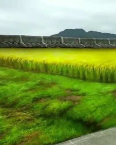 Fields of walls