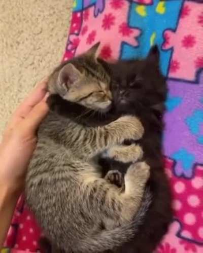 Touch Tha Kitten