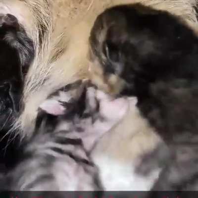 Fighting for mom