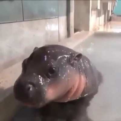 Shiny boi has breakfast