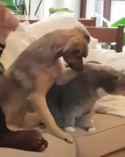 Dog petting the cat