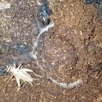 🔥 Trapdoor spiders build homes with an actual ‘hinged’ door . Silk is left outside these doors, a kind of trip line that vibrates when trespassers cross it, alerting the spider to a potential meal. A huge surprise for passing insects